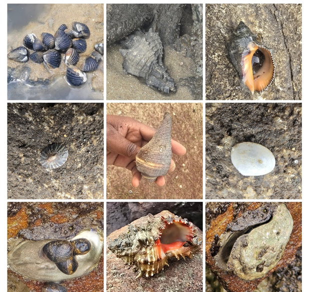 Invertebrados Marinhos