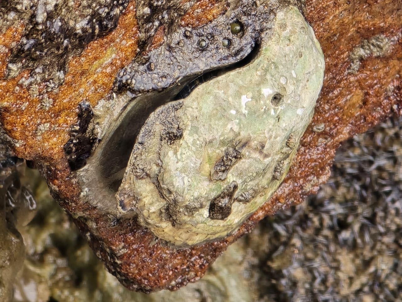 Invertebrados Marinhos